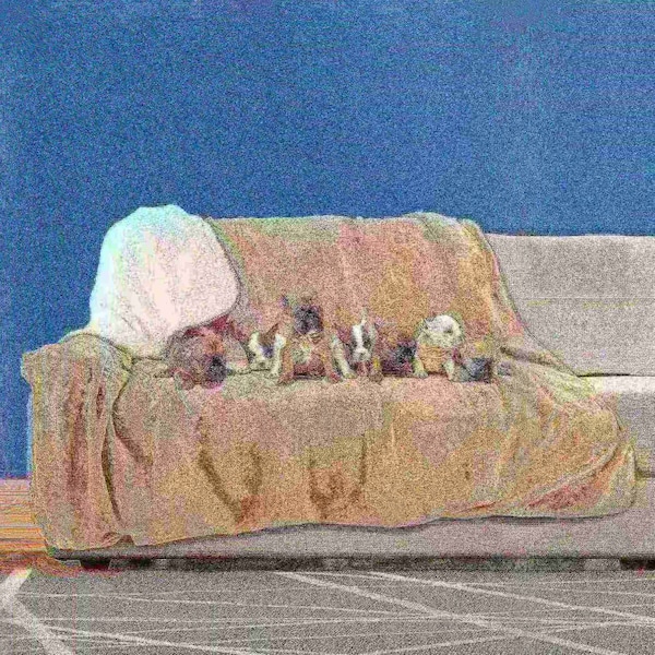 Pet Adobe Waterproof 60x70in Pet Throw Blanket, Tan 870246UXL - main